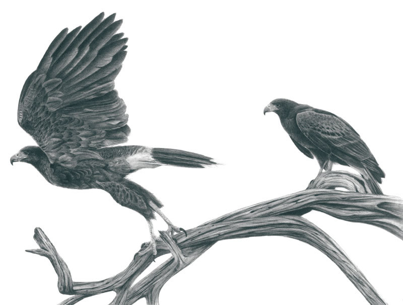 800x606 harris' hawk original graphite pencil drawing etsy