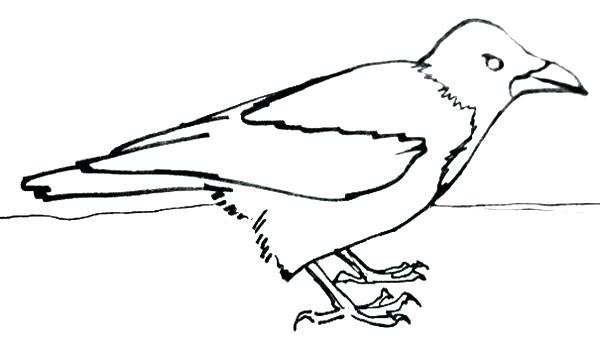 600x347 How To Draw A Crow