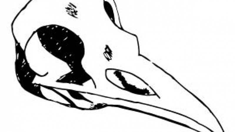 799x450 Crow Skull Sticker Skillshare Projects