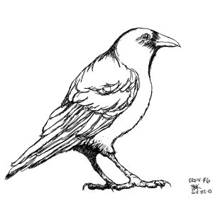 300x300 New How To Draw A Crow