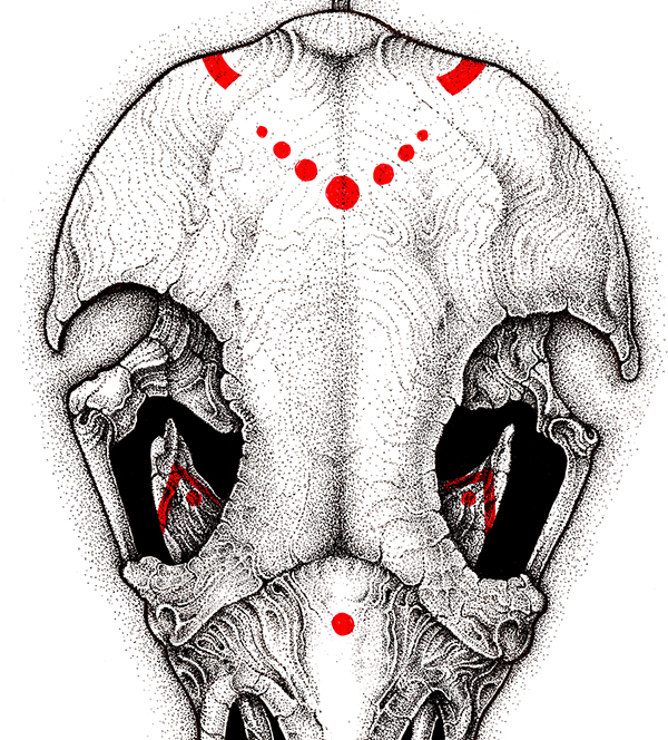 600x664 Crow Skull On Wacom Gallery