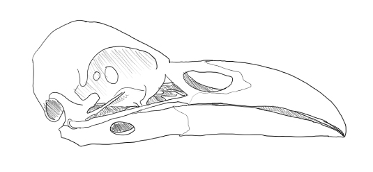 535x248 crow skull study allison lunday's blog