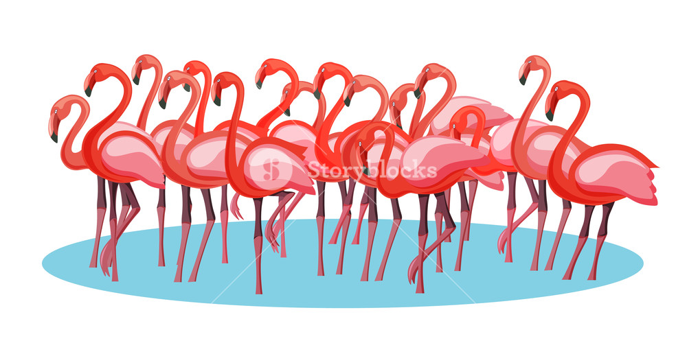 1000x500 Exotic Pink Purple Flamingo Birds Crowd Group Gathering