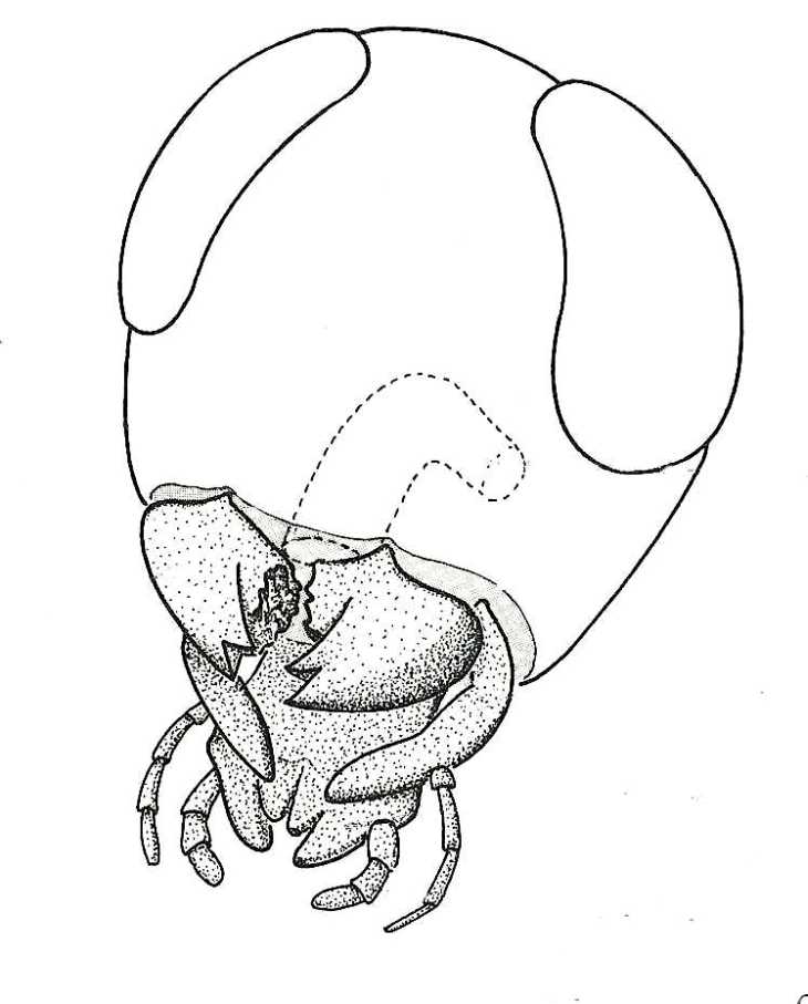 730x907 biological drawings head of cockroach to show mouthparts insects