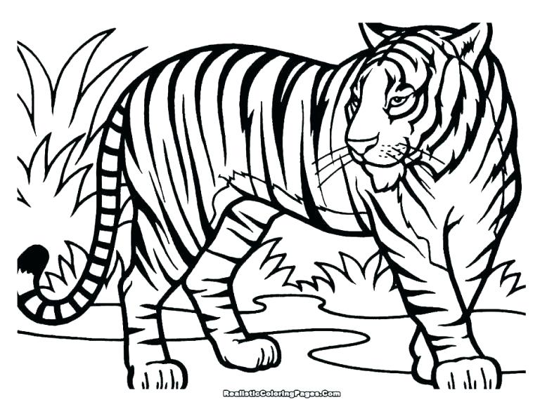 768x583 How To Draw A Cute Tiger Comments Draw So Cute White Tiger