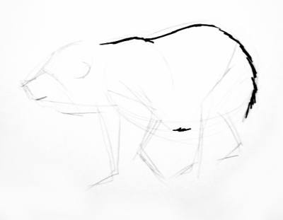 400x311 How To Draw A Baby Polar Bear Lesson