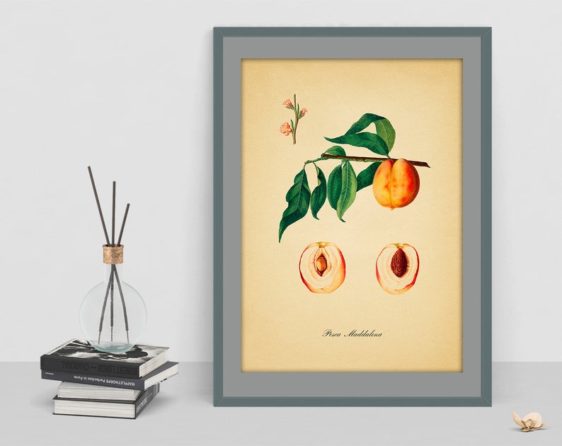 794x630 Watercolour Vintage Drawing Of Peach Decor Botanical Wall Art Etsy