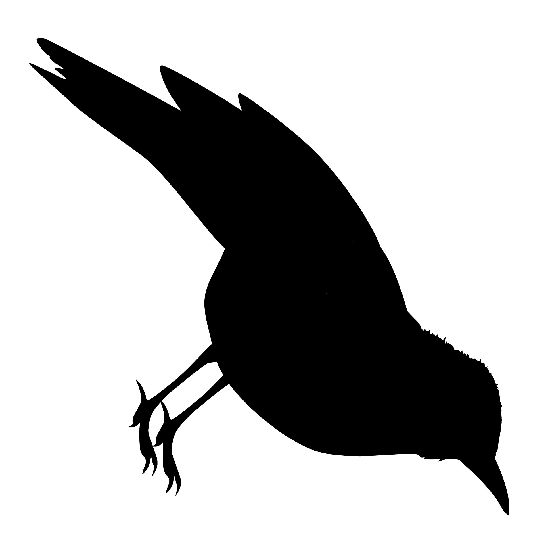 1920x1920 Cuckoo, Bird, Isolated, Characters, Tail
