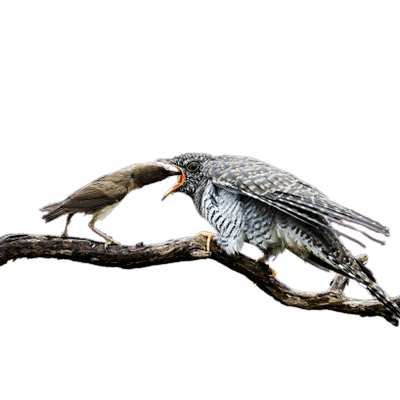 400x400 Flying Cuckoo Drawing Transparent Png