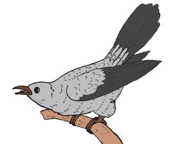 370x297 How To Draw A Cuckoo Video Archives