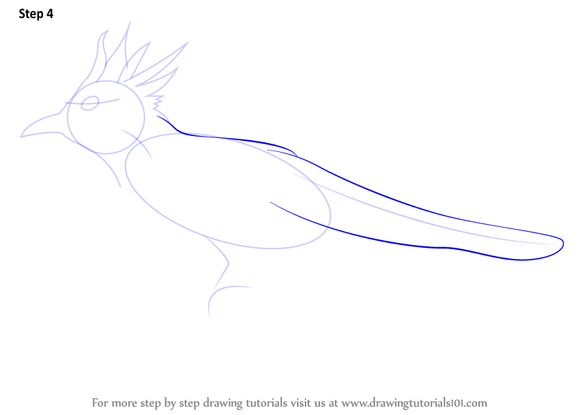 844x598 Learn How To Draw A Cuckoo