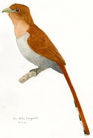 300x445 Squirrel Cuckoo