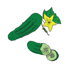 240x240 Cucumber Branch With Flowers, Leaves, And Cut Slices, Hand Drawn