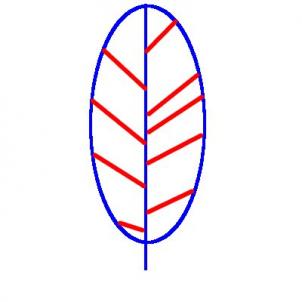 302x302 How To Draw Feather