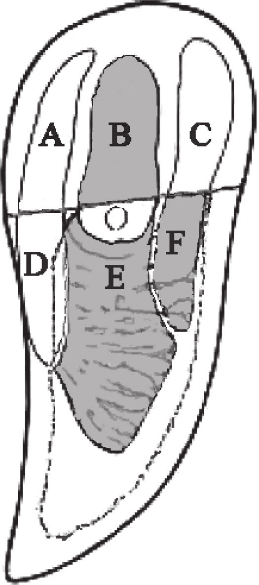 525x1185 Schematic Drawing Of The Digital Cushion Of The Bovine Claw