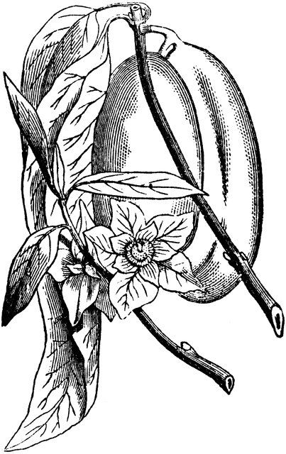 403x640 custard apple clipart etc