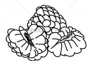 300x200 custard apple clipart black and white clipart station