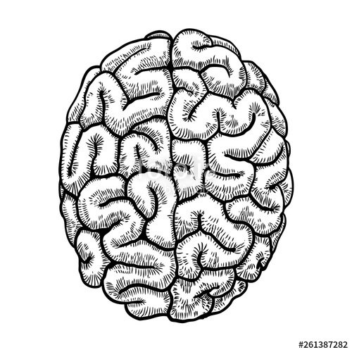 500x500 Engraving Hand Drawn Left And Right Hemispheres Brain Top View