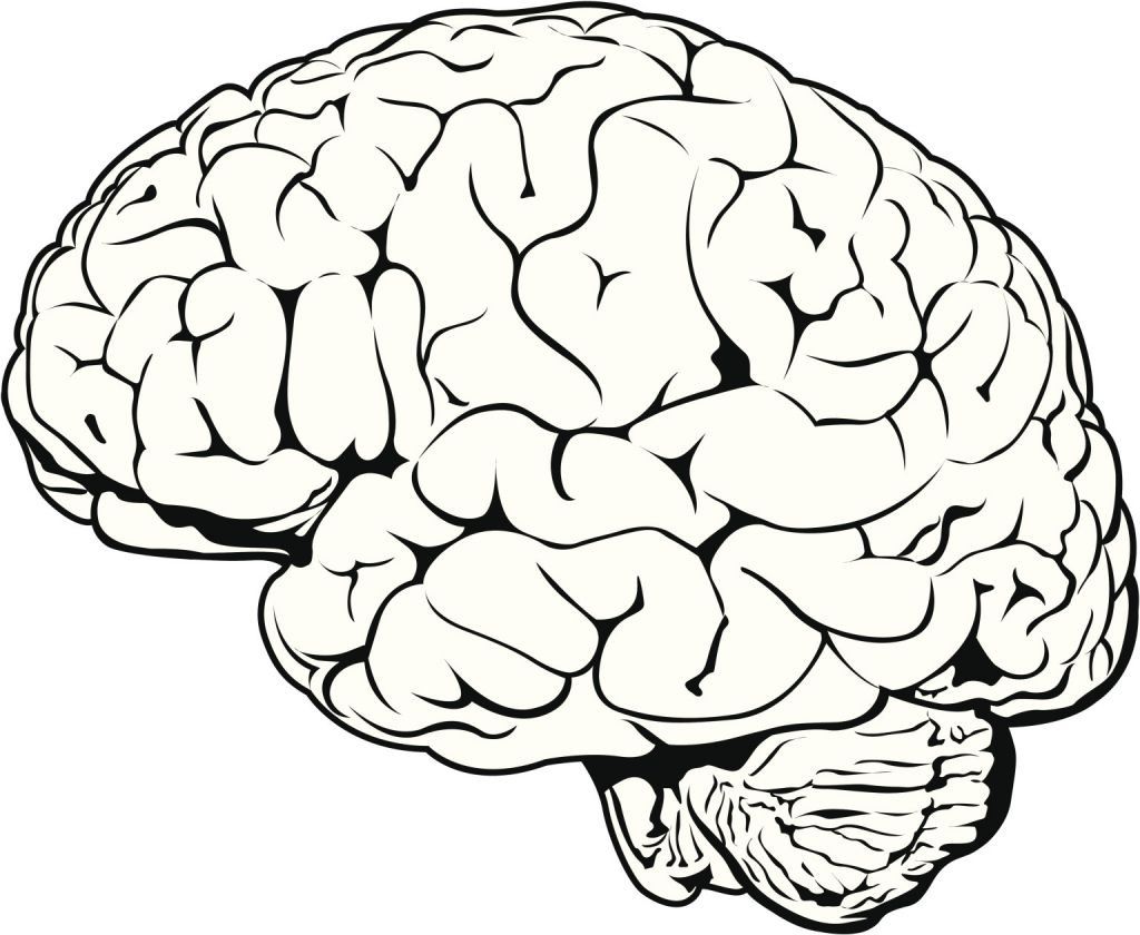 1024x840 In Brain Drawing, Brain Art, Easy Drawings