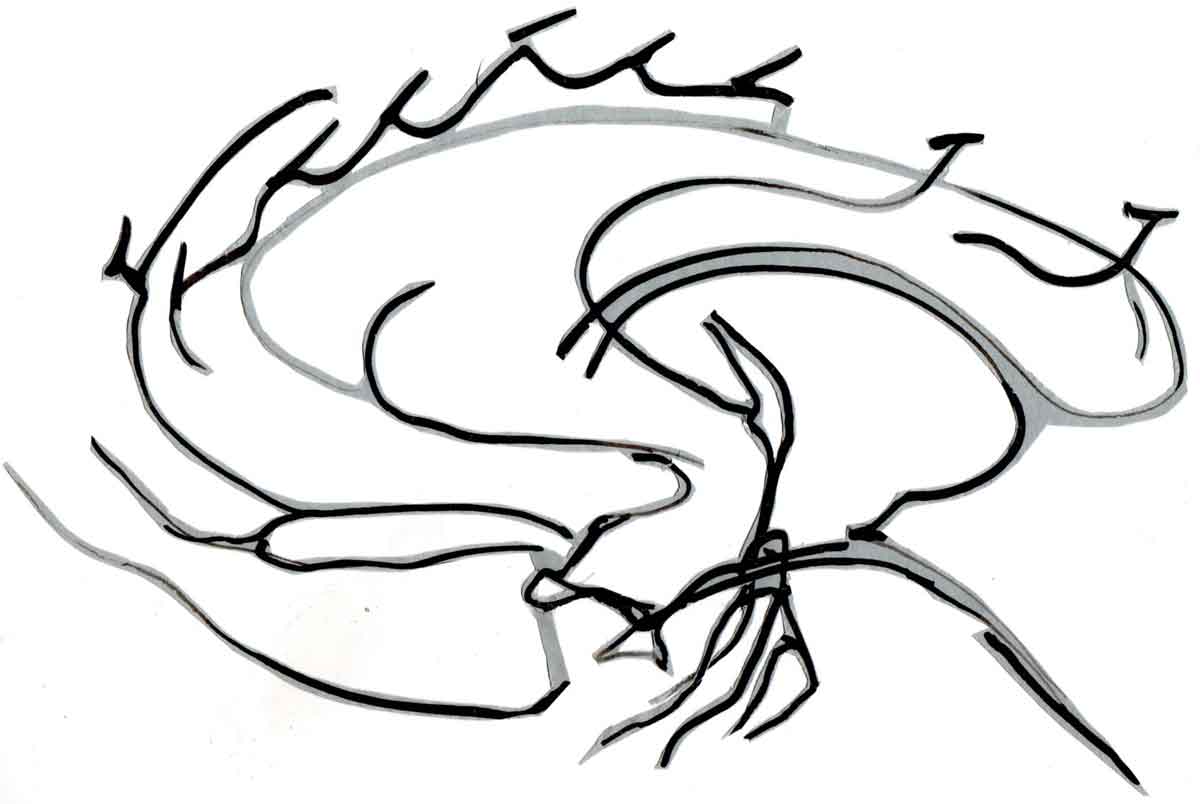 1200x804 Brain Drawings Susanne Kessler