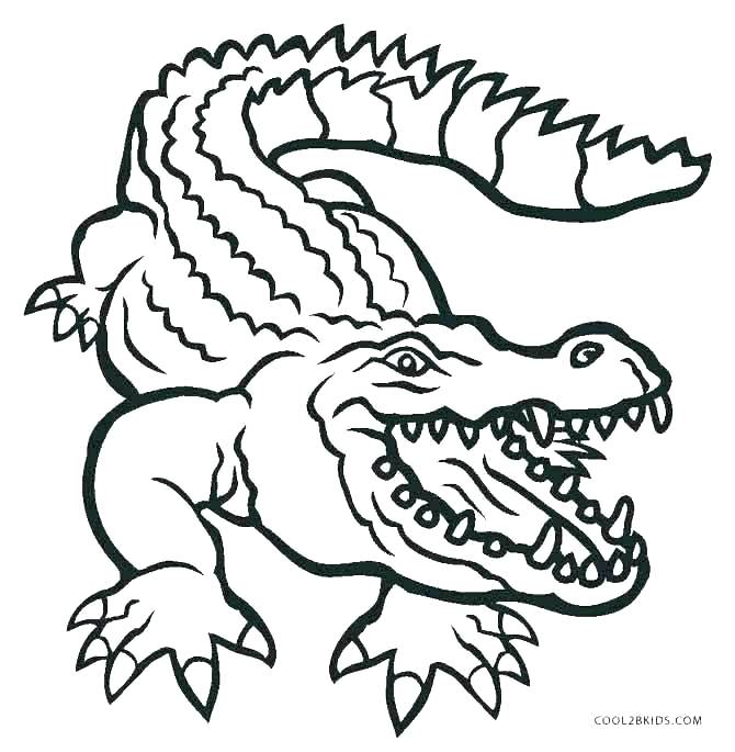 670x685 Cute Alligator Coloring Pages Es For Alligators Amazing Realistic
