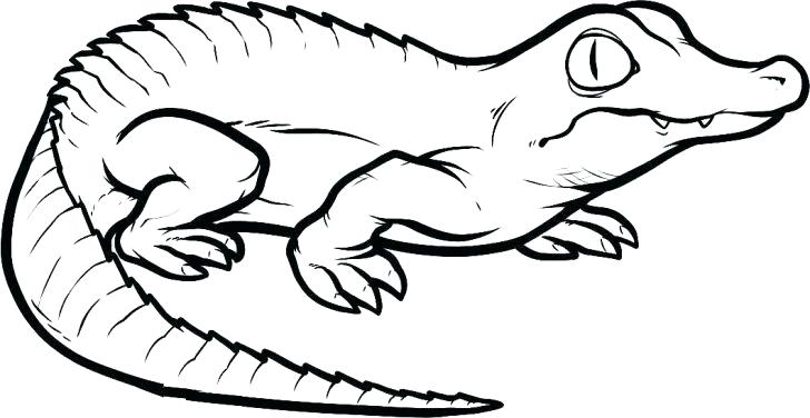 728x376 Alligator Coloring Book