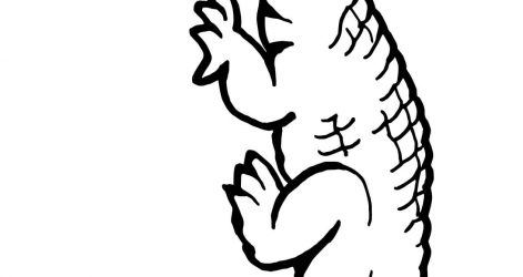 471x250 Alligator Drawing Head Step