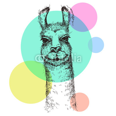 400x400 Vector Lama Head Illustration Llama Or Alpaca Hand Drawn Ink