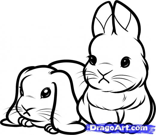 520x450 Step How To Draw Baby Rabbits, Baby Rabbits