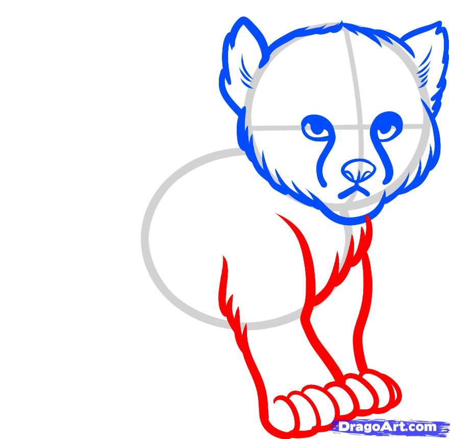 884x860 How To Draw A Baby Cheetah, Baby Cheetah, Step