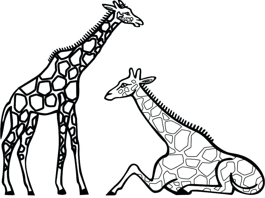 1024x767 Giraffe Drawing Coloring