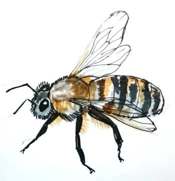 350x363 Bee Drawing Step