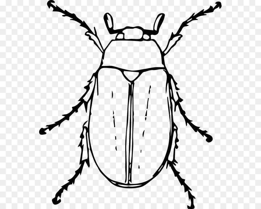 900x720 Bug Drawing Japanese Beetle For Free Download