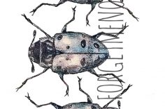 236x157 Beetle Drawing Colour Bug Step