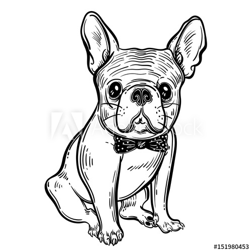 500x500 Cute Vector Illustration With French Bulldog A Domestic Dog