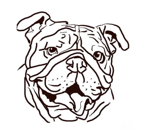 600x569 English Bulldog Drawings Fine Art America