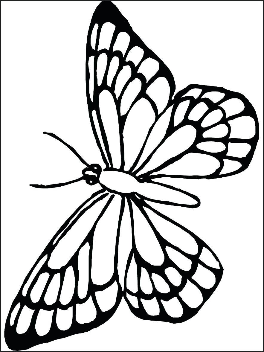 883x1177 In Butterfly To Colour Free Cute Line Drawing Download Clip Art