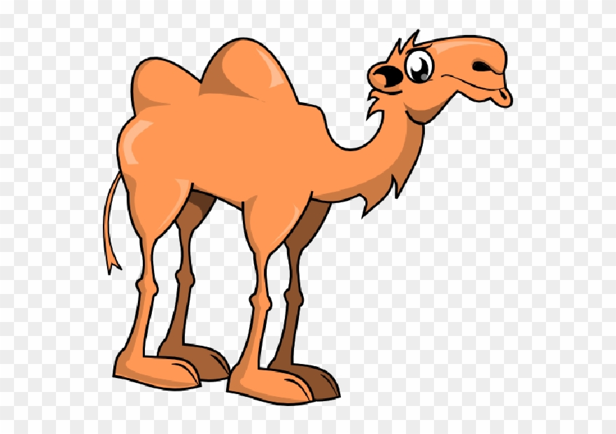 880x620 Cute Camel Clipart Funny Pictures