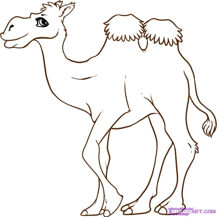 875x872 How To Draw A Cartoon Camel, Step