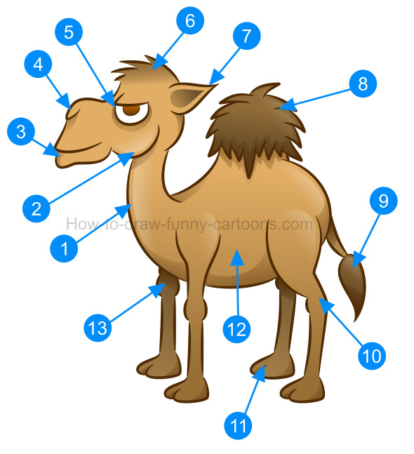 590x647 How To Draw A Camel Cartoon Illustration