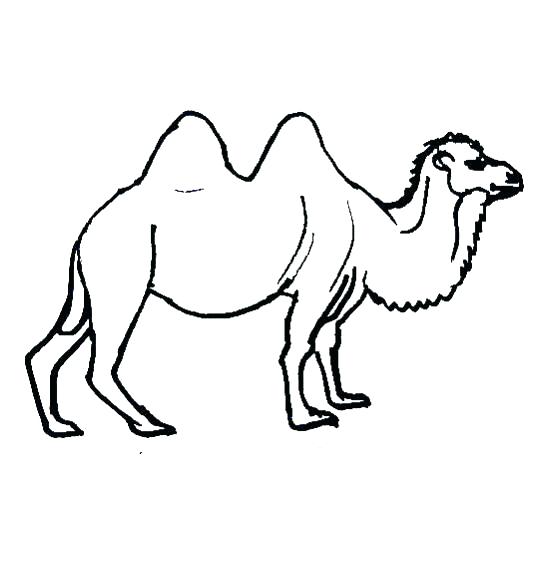 559x561 Camel Coloring