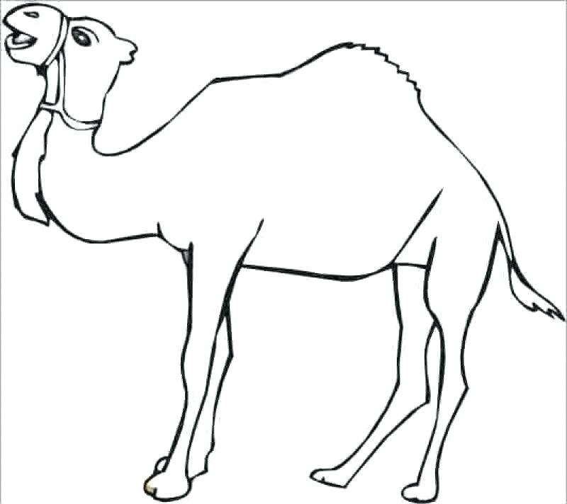 800x712 camel coloring pages camel coloring