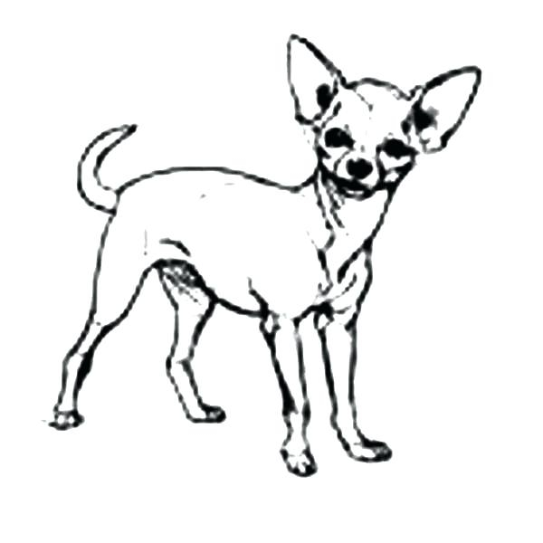 600x600 chihuahua coloring pages chihuahua coloring