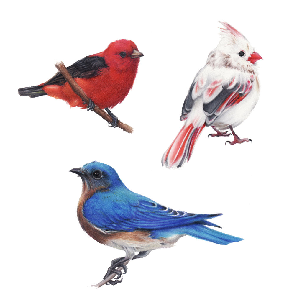 1024x1024 Cute Bird Drawing Tumblr