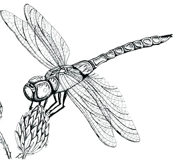 570x527 Dragonfly Coloring Pages Cute Fun And Free Dragon Fly