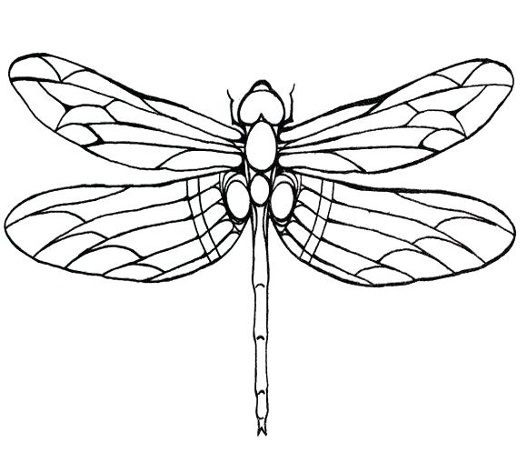 580x508 Dragonfly Coloring