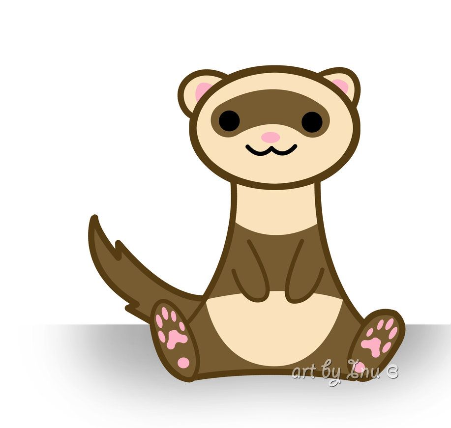 917x871 Cute Ferret