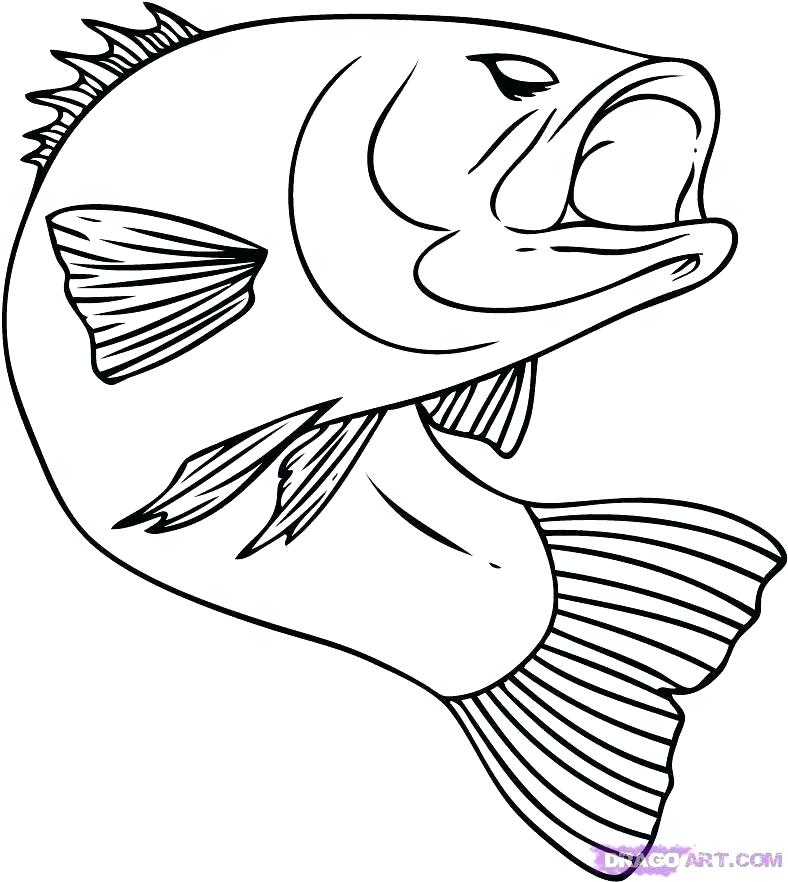 788x882 Simple Fish Drawing Draw A Fish Step