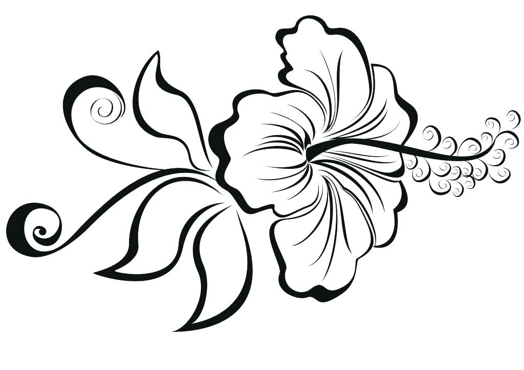 1024x723 Easy Flower Drawings Hibiscus Flower Drawings Easy Flower Drawings