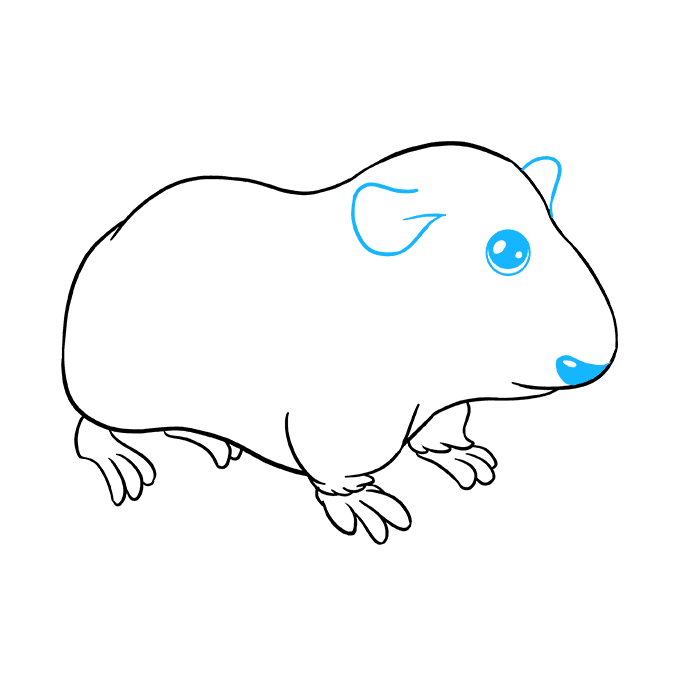 680x678 How To Draw A Guinea Pig